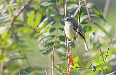 Lesser Elaenia